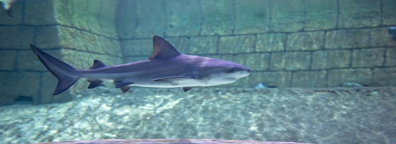 Sharjah Aquarium: Marine Wonders Await